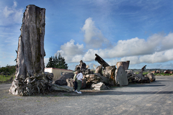 Fallen Kaori tree, dug up from peat moss bogs, in the Northlanda New Zealand