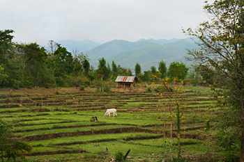 Terraced rice fields around Pai Thailand