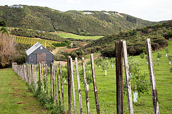 Pretty vineyard on the rolling hills on Waiheke Island New Zealand