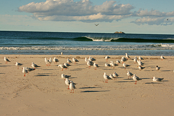 Perfect surfing wave Byron Bay Australia