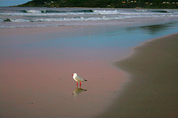 Lone seagull in the setting sun Byron Bay Australia