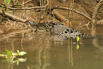 Crocodiles on the Daintree River Cairns Australia