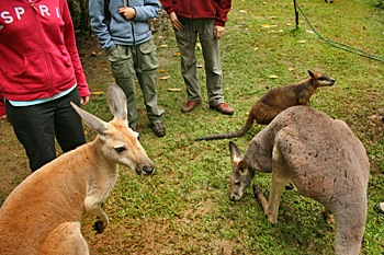 Feeding kangaroos near Cape Tribulation Australia