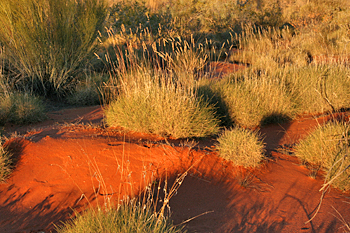 Bright red soil at Ayers Rock (Uluru) Australia