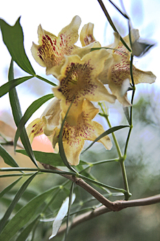 Flowering tree at The Olgas (Kata Tjuta) Australia