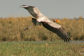 Yellow Billed Stork in Chobe Naional Park Botswana
