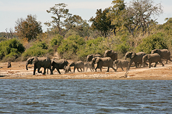 Herd of elephant rush down to the riverbank to drink in Chobe National Park Botswana