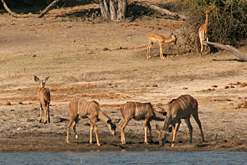 Herds of Puku Antelope in Chobe National Park Botswana