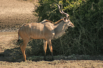 Kudu in Chobe National Park Botswana