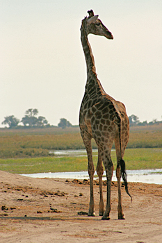 Giraffe in Chobe National Park Botswana