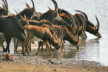 Black Antelope in Chobe National Park are rarely seen by visitors Botswana