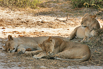Pride of lions in Chobe National Park Botswana