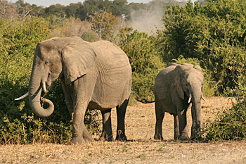 Feeding elephants in Chobe National Park Botswana