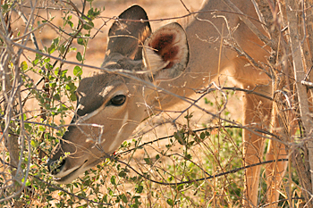 Female Kudu in Chobe National Park Botswana
