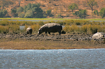 Hippos on an island in Chobe National Park Botswana