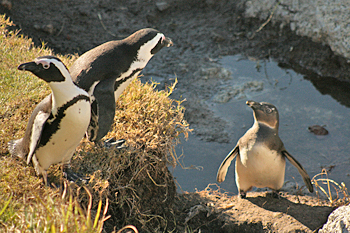 The African Penguin colony on the Cape peninsula