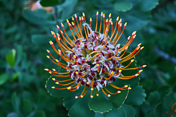 Flower at Kirstenbosch Botanical Gardens South Africa