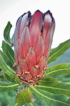 Flower at Kirstenbosch Botanical Gardens South Africa