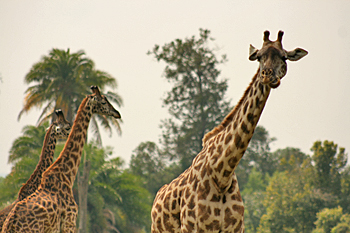 Giraffe at Arusha National Park in Tanzania