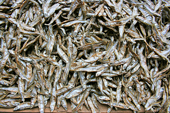 Dried sardines in a market in Arusha Tanzania