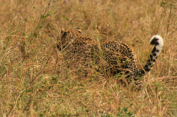 Leopard virtually disappears as it walks into the grasses  in Serengeti Tanzania