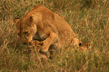 Mama lion giving the cubs a bath in Serengeti National Park Tanzania
