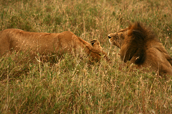 After a few nuzzles, the male lion roars at the female in the Serengeti Tanzania