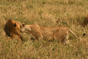 Female lion returns to the pride in Serengeti Tanzania