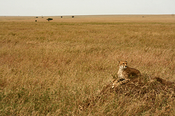 Cheetah surveys its domain from atop a termite mound in Serengeti Tanzania