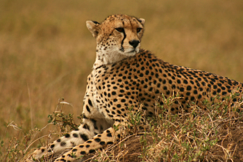 Beautiful markings on Cheetah in Serengeti National Park Tanzania