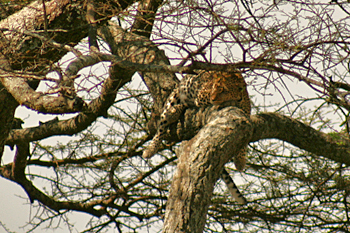 Leopard hauls its kill up into tree to feed Serengeti Tanzania