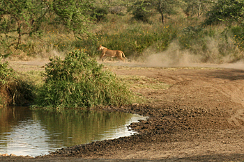Lion left in cloud of dust as zebra flee in Serengeti Tanzania
