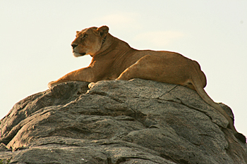 Female lion atop kopje in Serengeti Tanzania