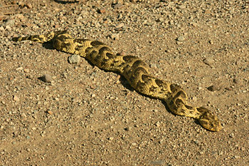 Deadly puff adder crawls across road in Serengeti National Park Tanzania