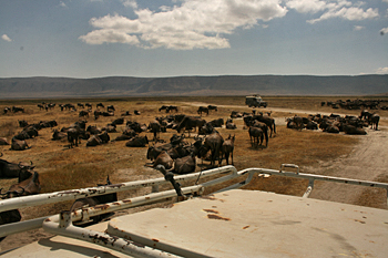 Driving through massive herds of wildebeest in Ngorongoro Crater Tanzania