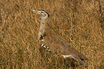 Huge Kori Bustard birds in Ngorongoro Crater Tanzania