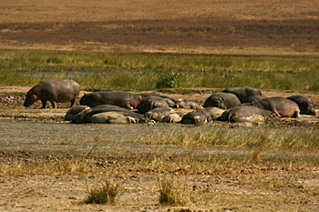 School of hippos in Ngorongoro Crater Tanzania