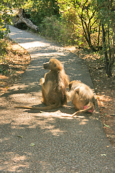 Baboons on the path in Victoria Falls Park Zimbabwe