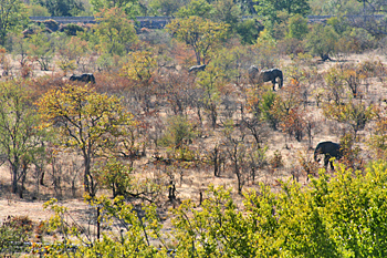 Elephants in the desert next to the hotel in Victoria Falls, Zimbabwe