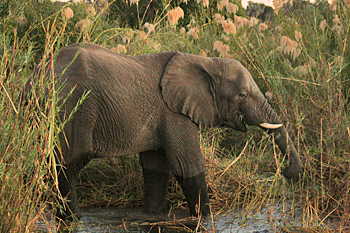 Elephant feeds on the banks of the Zambezi River in Zimbabwe
