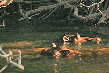 Hippopotamus bathing along the shores of the Zambezi River in Zimbabwe