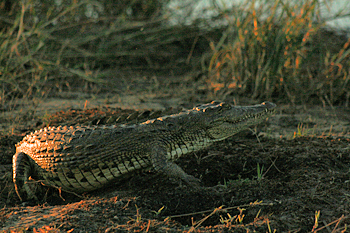 Crocodiles on the banks of the Zambezi River in Zimbabwe