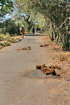 Elephant dung along the path in Victoria Falls Zimbabwe