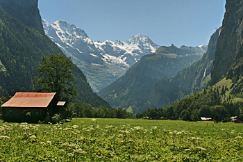Wildflower strewn meadow in the Bernese Oberland Switzerland
