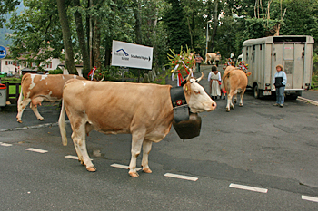 Cows wearing huge bells are herded through Interlaken Switzerland