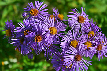 Purple wildflowers in rural Illinois