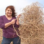Linda Katz, southwest Kansas, sells tumbleweeds