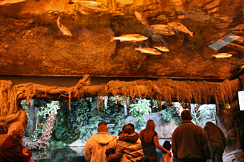 Georgia Aquarium River Scout Gallery