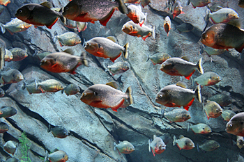 Georgia Aquarium red piranha