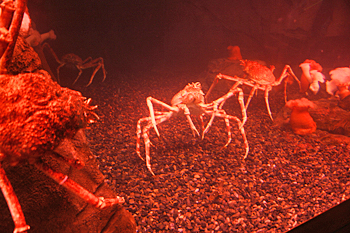 Georgia Aquarium Japanese spider crabs